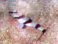 Lcl